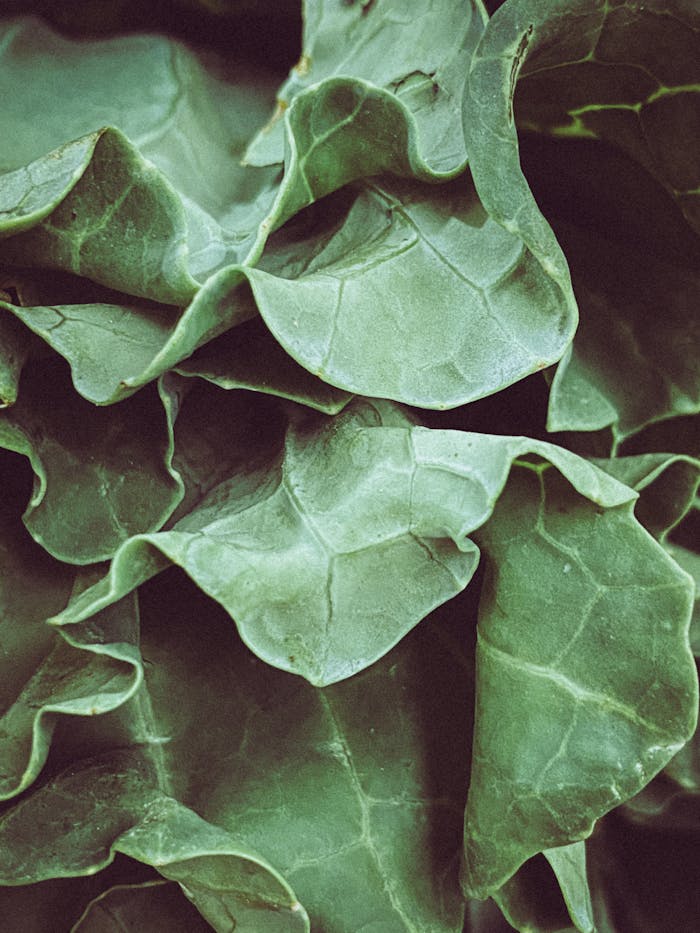 Detailed close-up of textured green leaves, showcasing natural patterns and beauty.