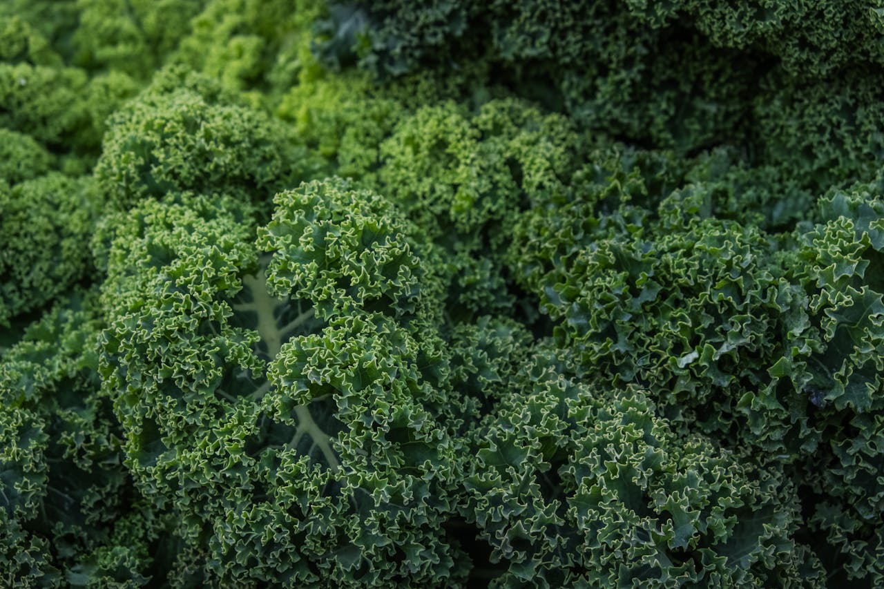 Close-up of fresh green kale leaves showcasing their vibrant natural texture.