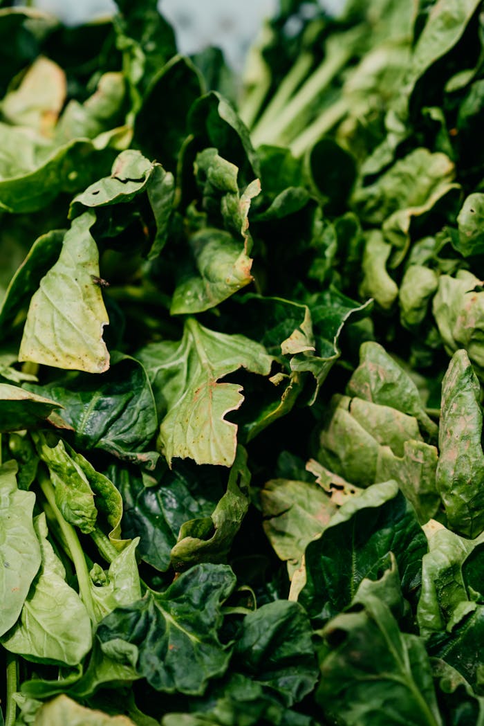 Close-up of fresh spinach leaves highlighting their vibrant green texture.